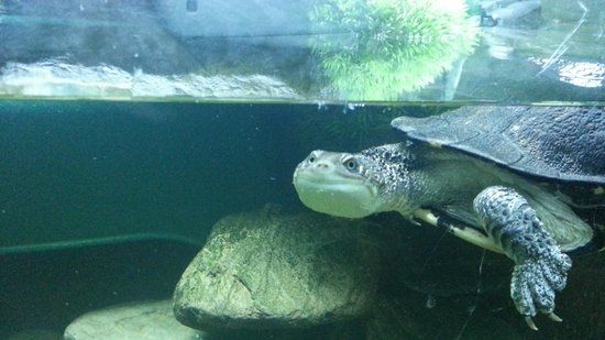 EcoWorld Aquarium and Wildlife Rehabilitation Centre